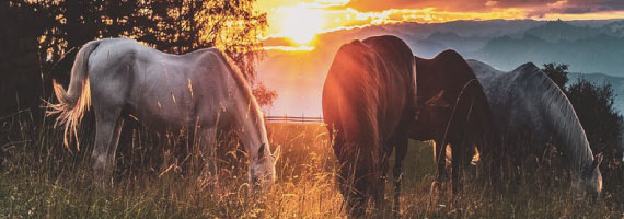 horses horses